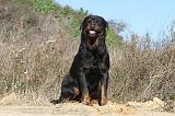 ROTTWEILER 096